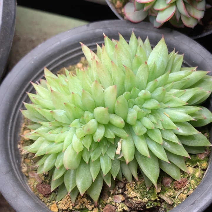 珍妮石化缀化脱土