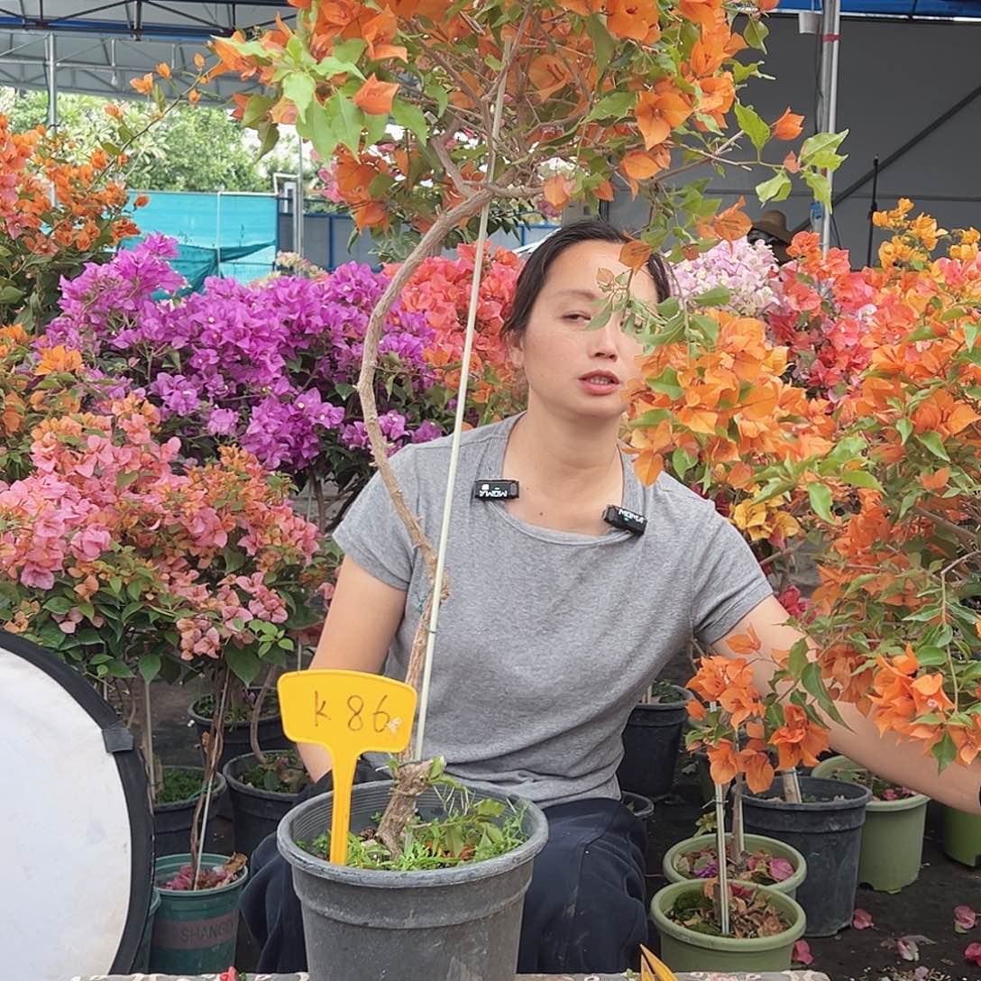 科***仔大部分花苞少量开放K86橙桑巴