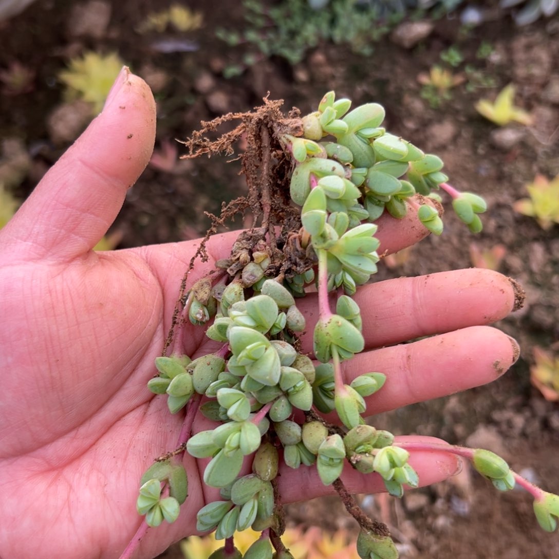 多肉植物碧玉莲群