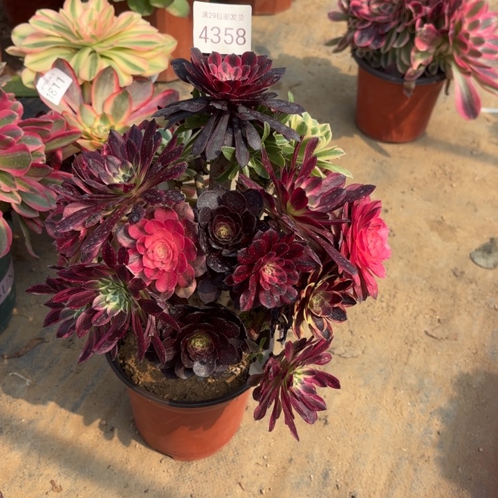 七彩树多肉法师4358