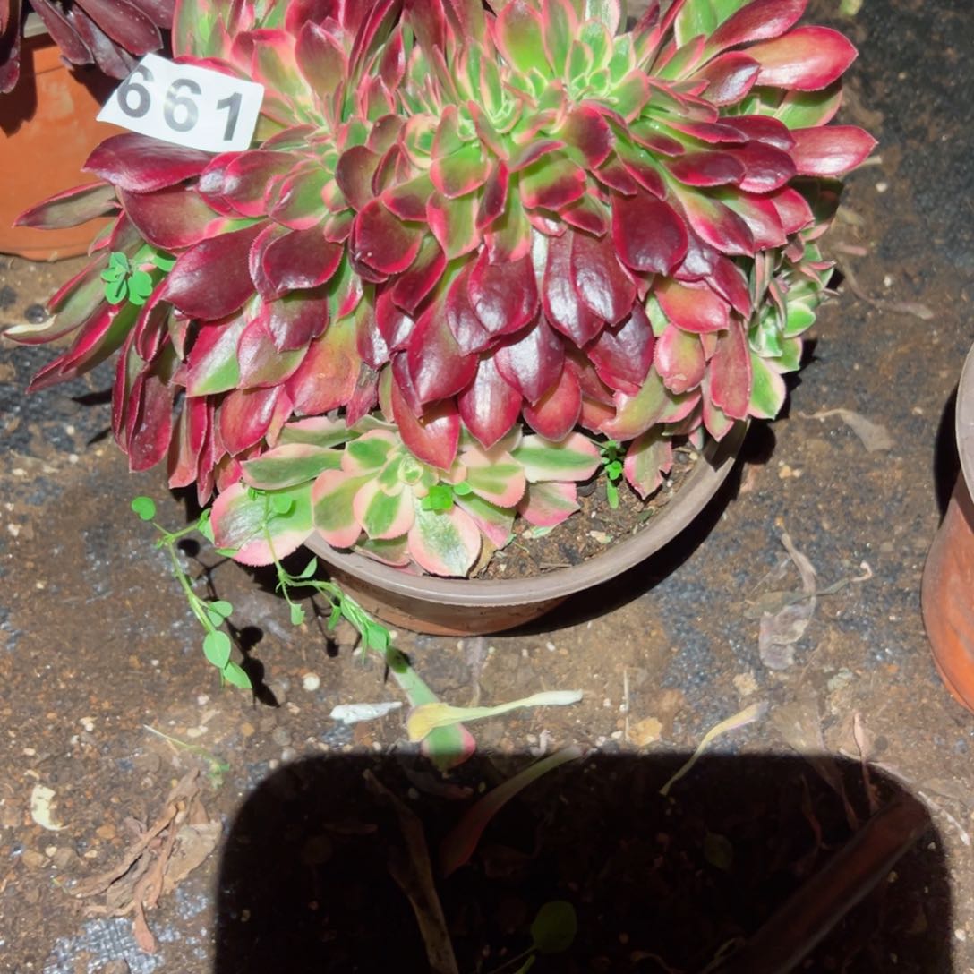 661 号法师多肉植物新年快乐