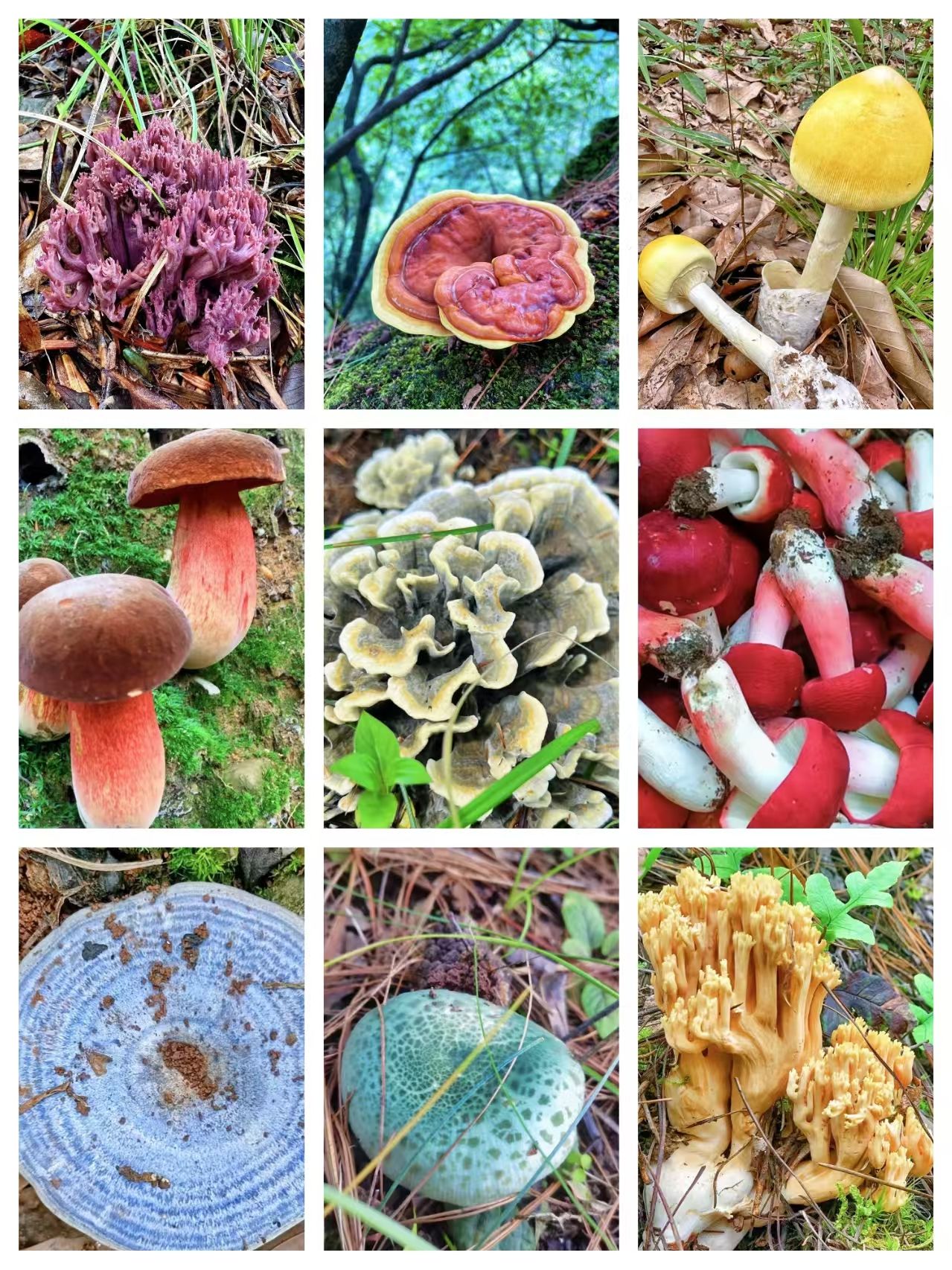 1【客-服-链-接】净含量：1g【小英现收】