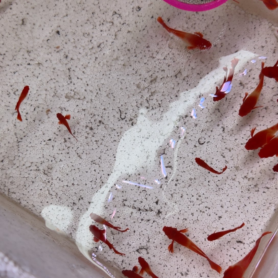 孔雀鱼红头瑕疵30条