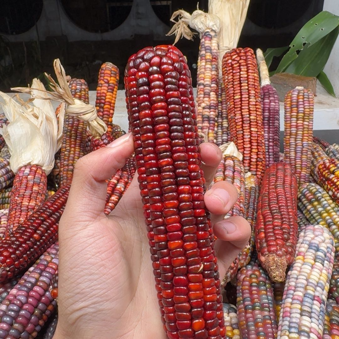 -***-柏香籽/百香籽吊坠