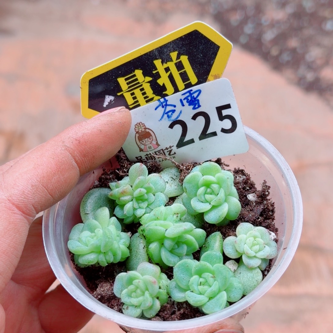 多肉植物多肉植物