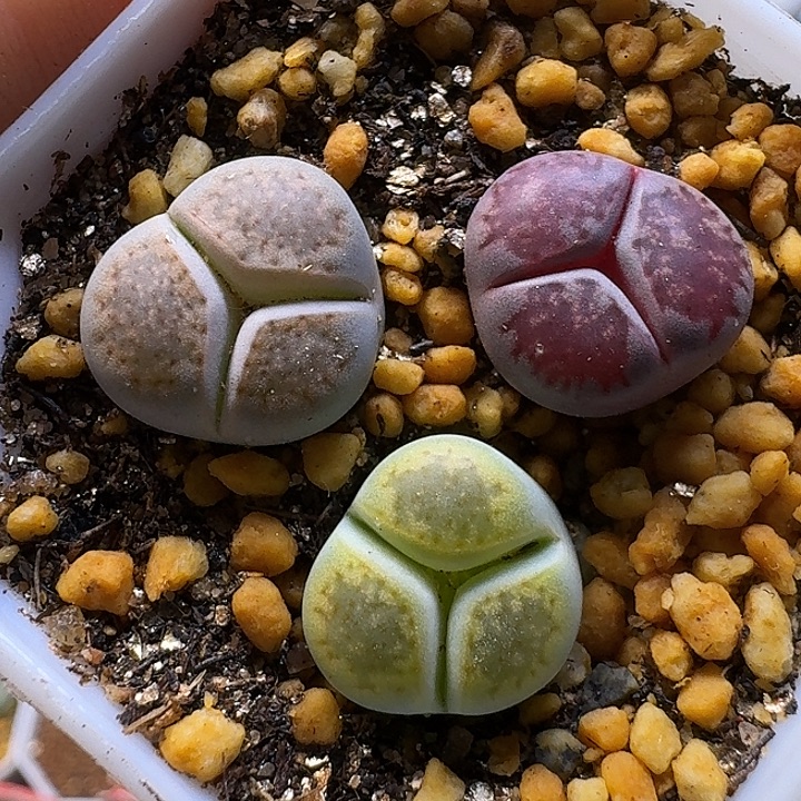 生石花1111112。  307