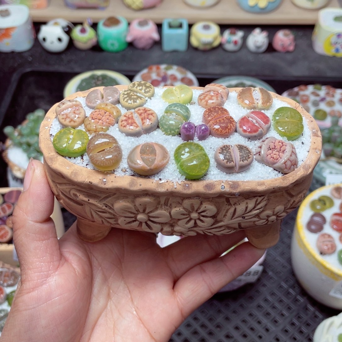 w1992 带盆土发货-零下地区拍保温箱