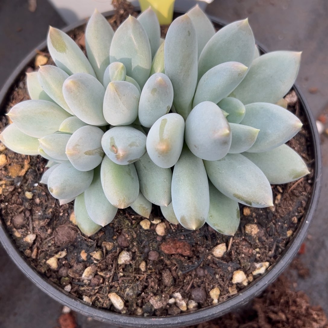 1211125 黄胖体哥特朵朵