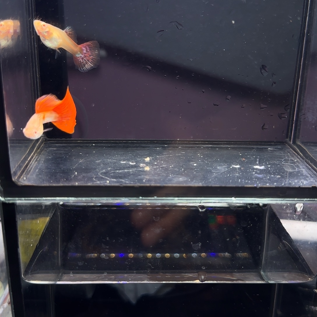 孔雀鱼蛇纹红尾一对