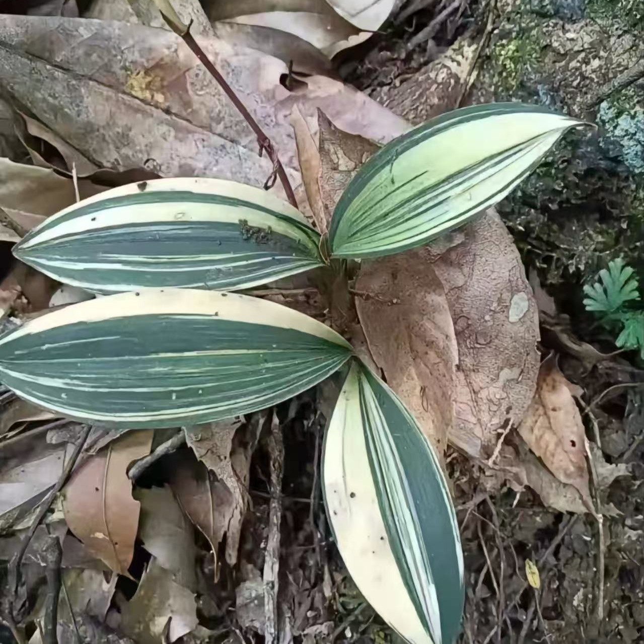 云南腾冲本地香花兔耳兰  一物一拍