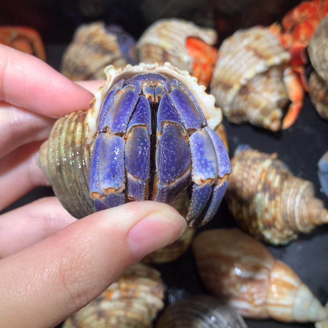 2.9蓝色紫陆不退不换