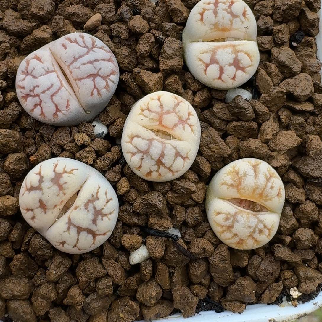 131多肉哈哈哈哈哈给哈哈哈