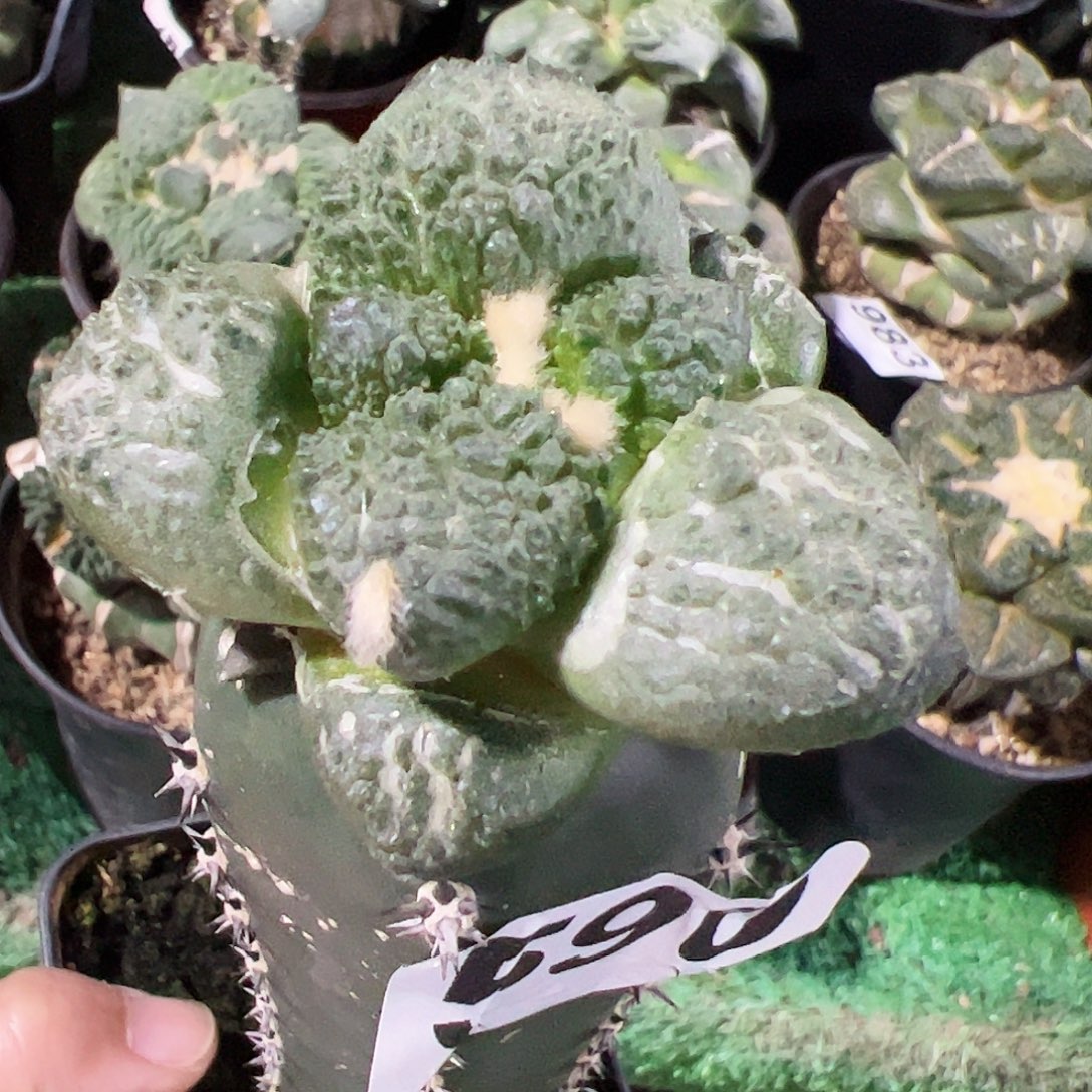 无花朵福利龟甲连山牡丹590