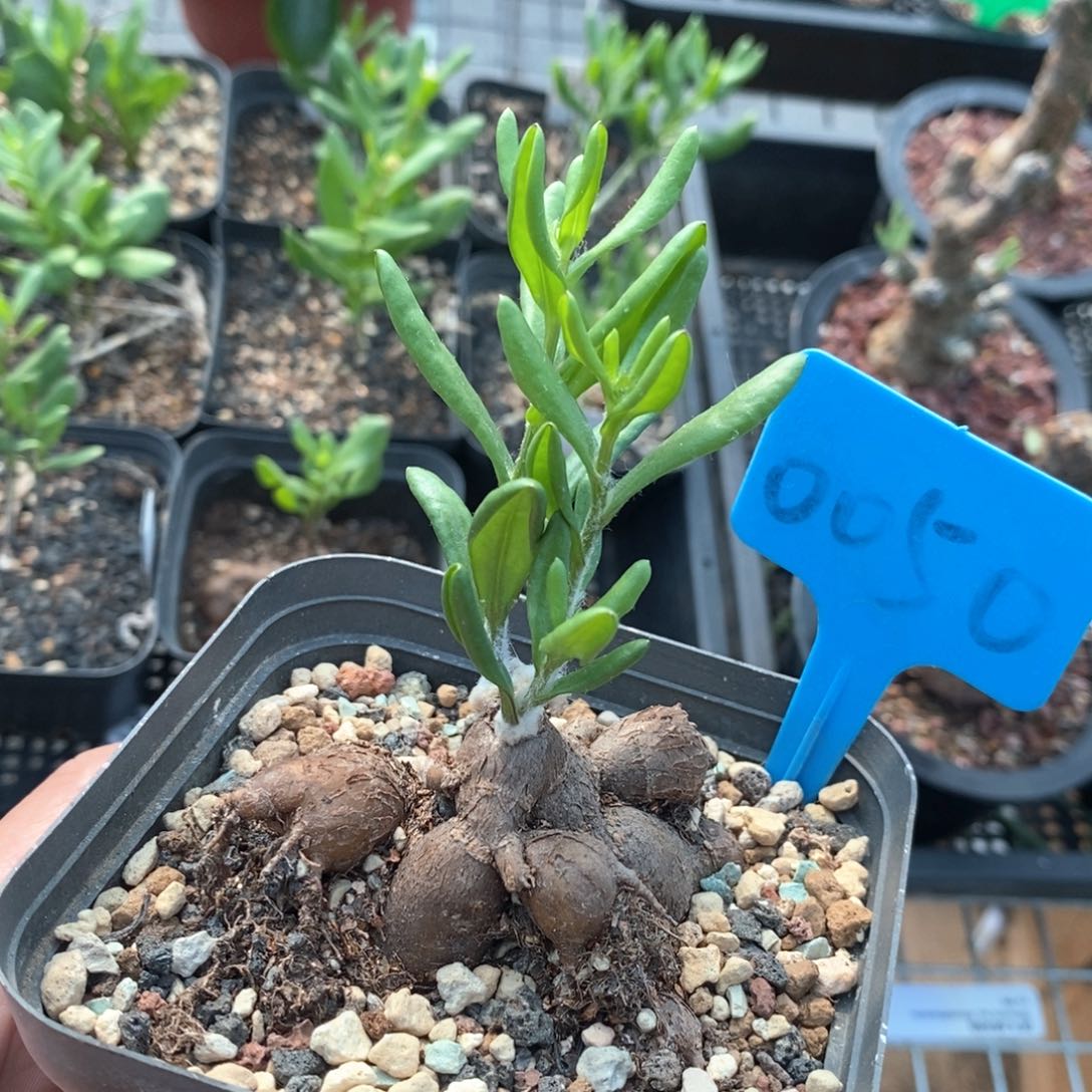 海星厚敦菊多肉植物