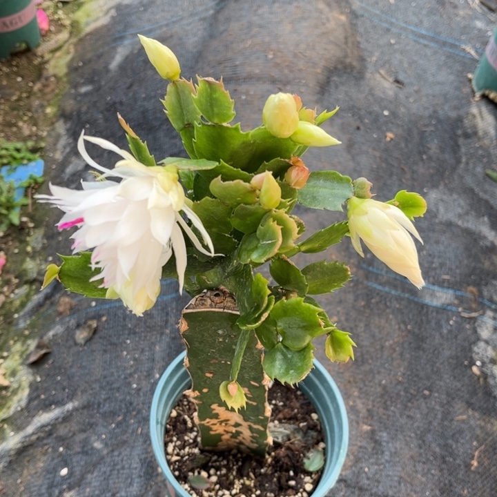 小***草59号白重，重瓣66666666