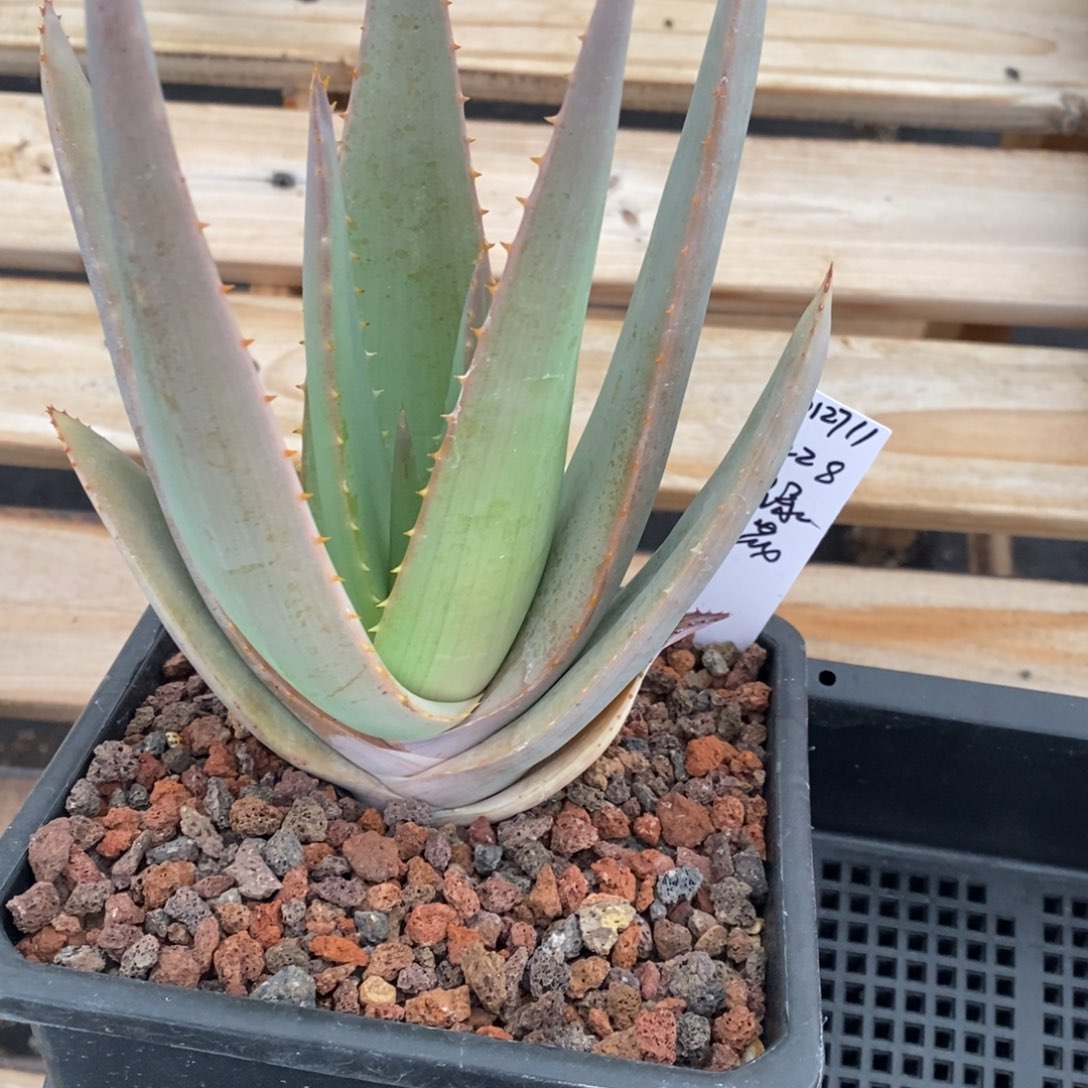 百**.012711绿花芦荟园艺芦荟