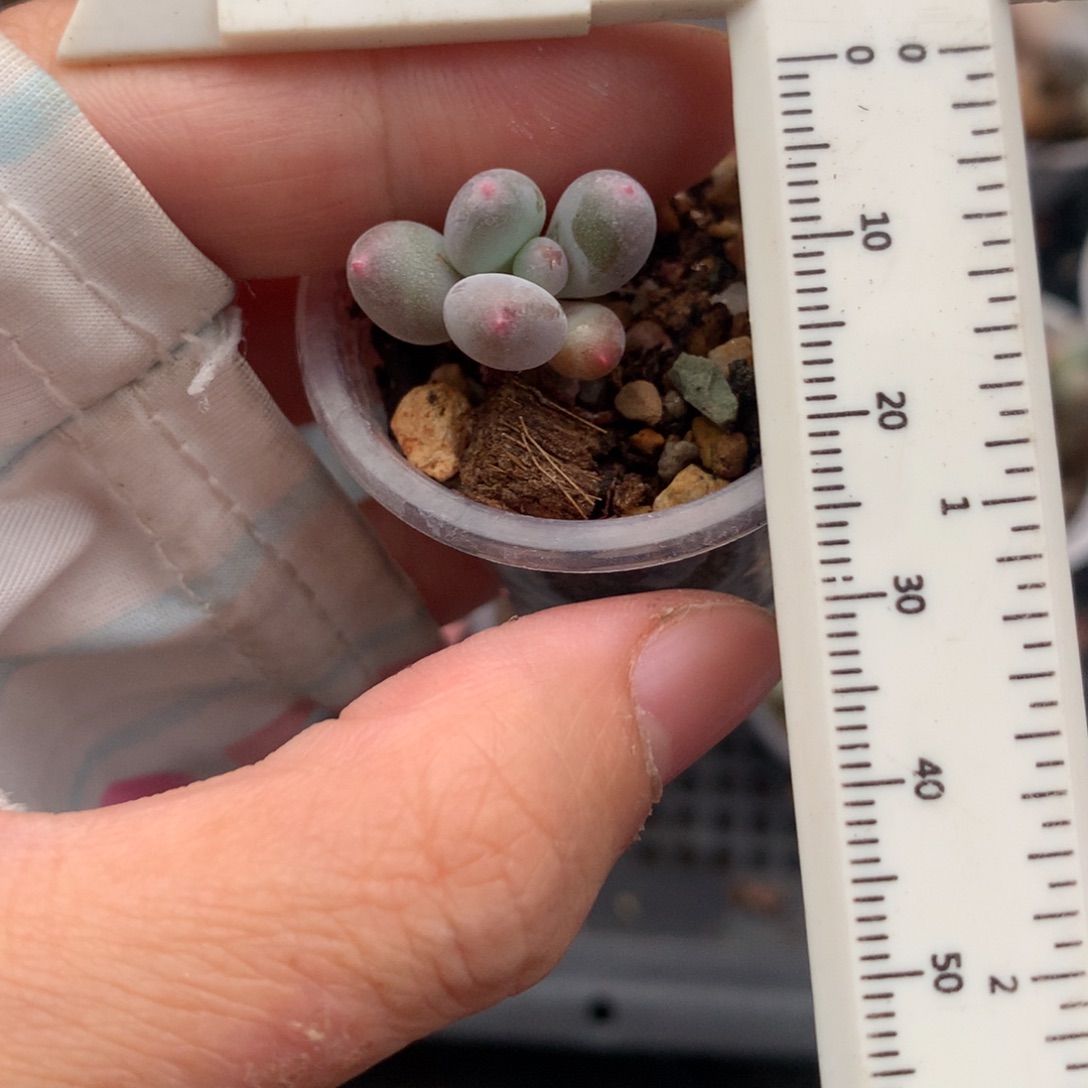 韩国彩虹奶酪多肉