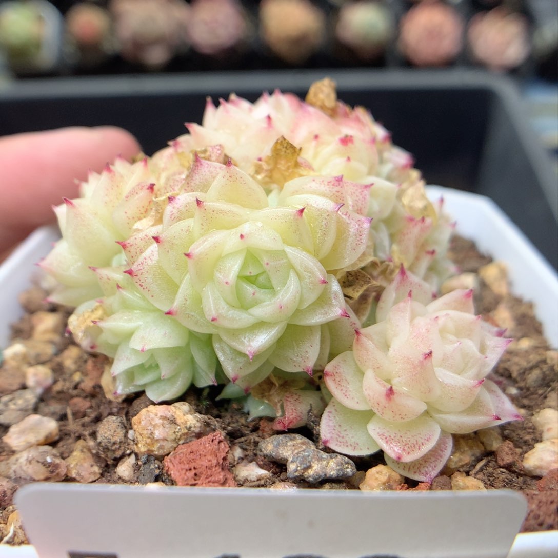 F133 ，柿子多肉20包邮两天凑单