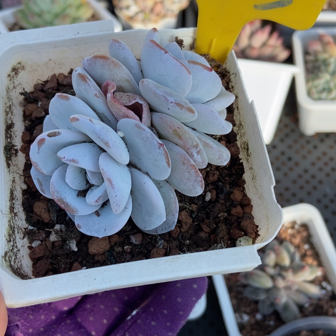 725雪莲多肉植物多肉