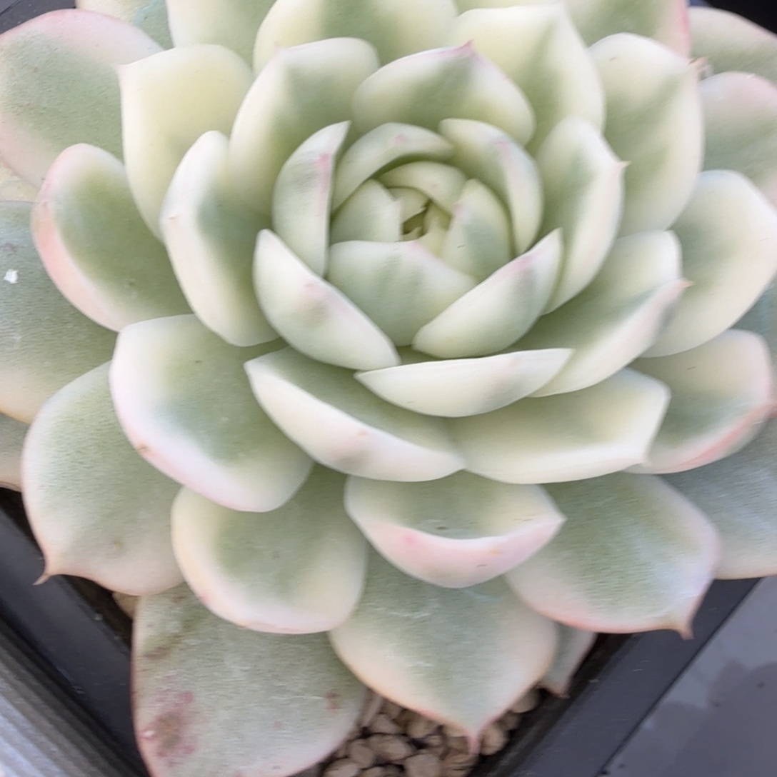 韩水晶 安吉园艺锦锦