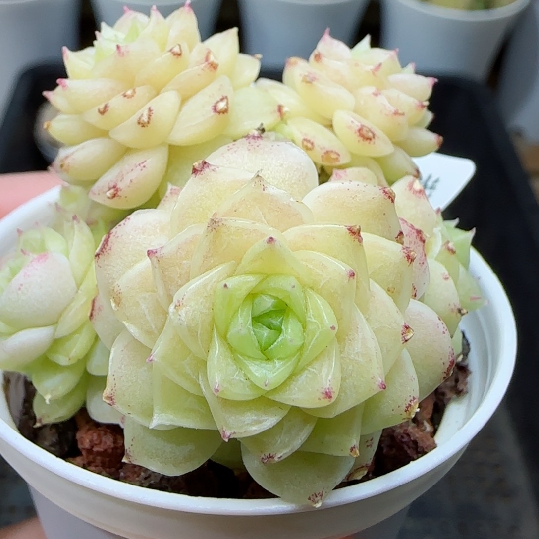 【闪购商品】0307-213花朵麦杆