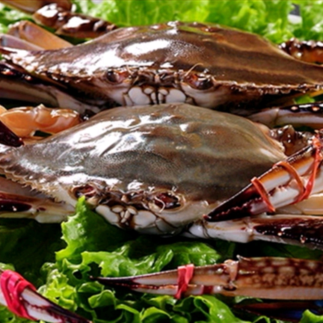 东港 公飞蟹 3斤10只左右（3两左右）不保腿甲全【保鲜不保活】