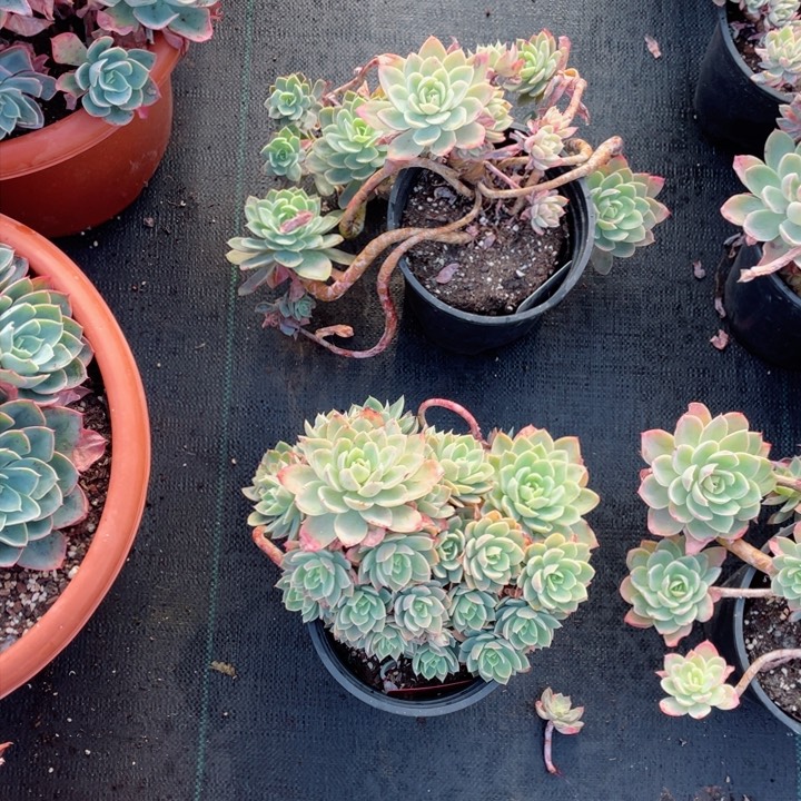 开心，面纱，两颗，。