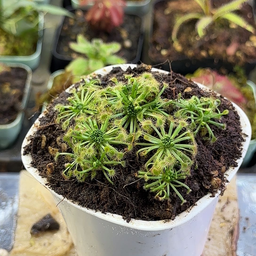 完全开放芳香迷你茅