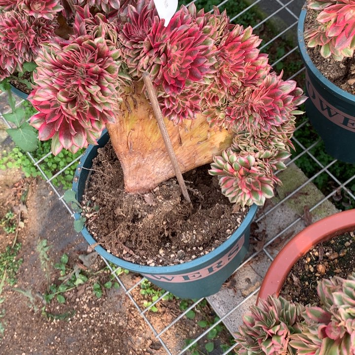 342倾城缀多肉葡萄特价