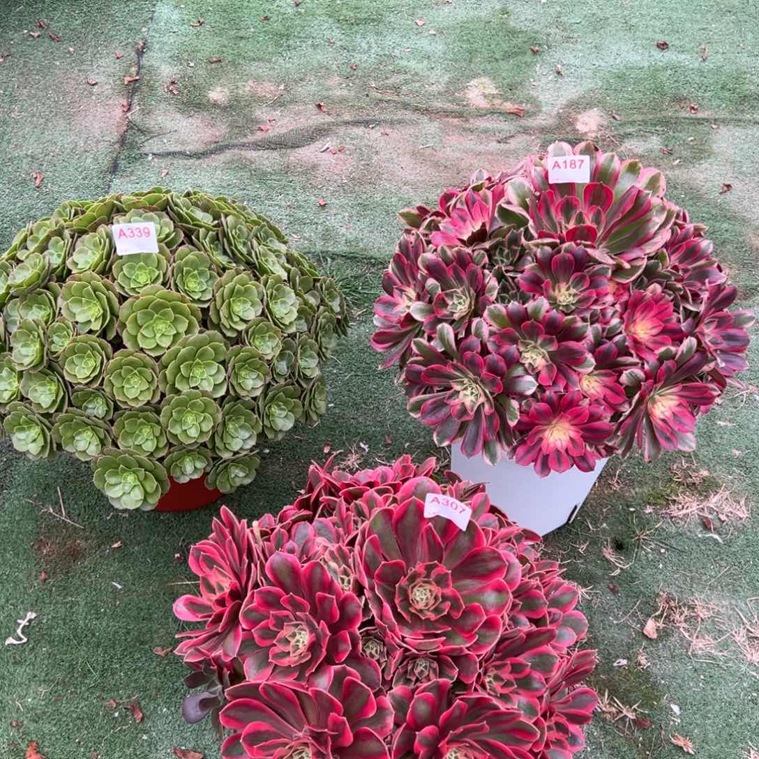 339，187，多肉植物法师