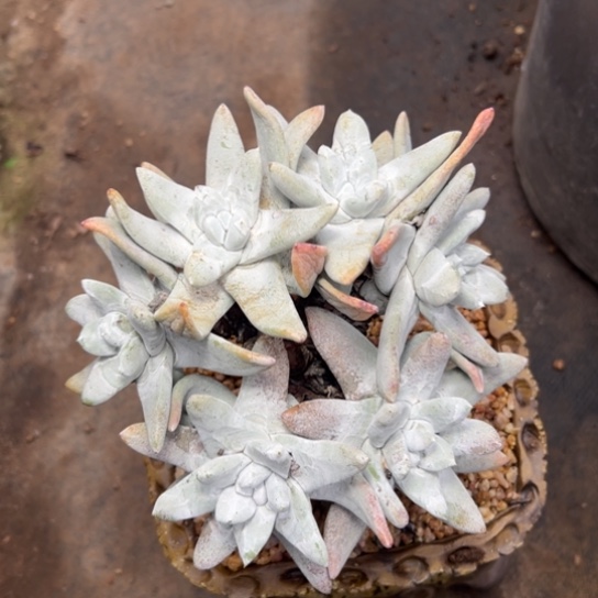 6 头高桩海星拇指～一物一拍2995