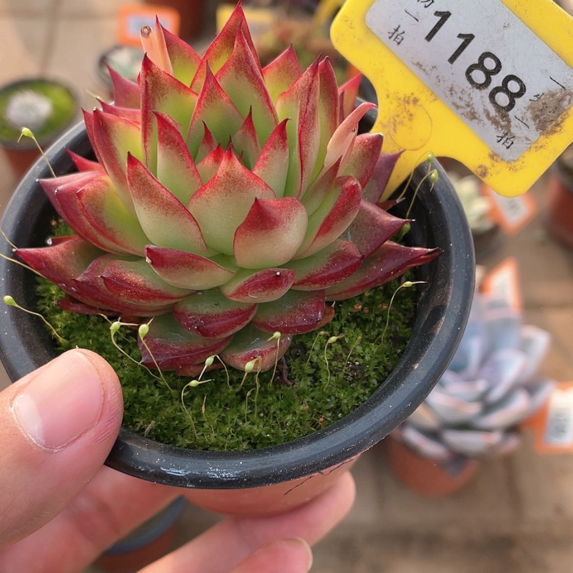 【闪购商品】1188号