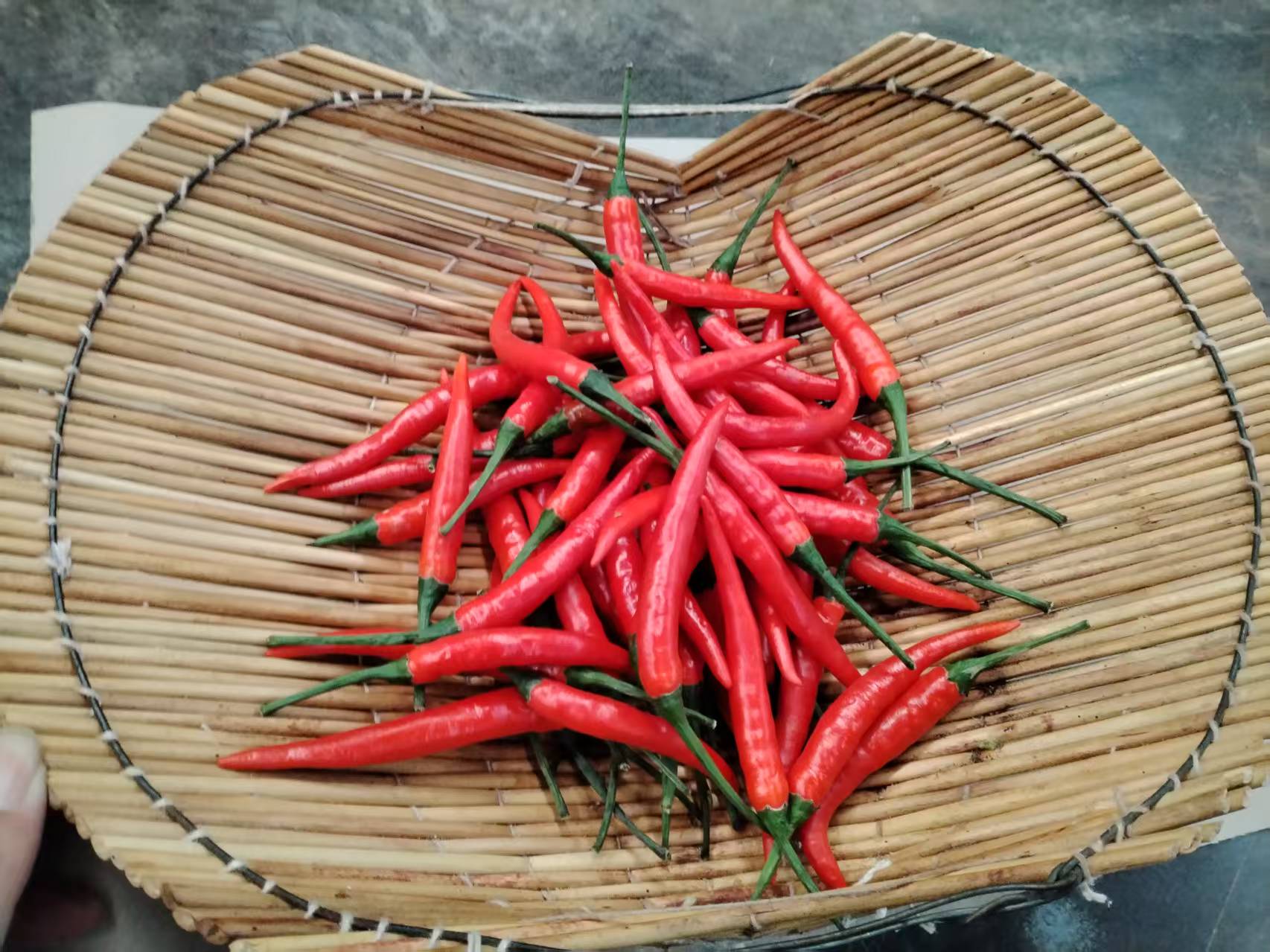 新鲜采摘特辣小米椒餐饮调味必备朝天椒