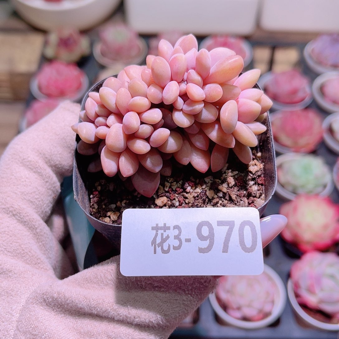 花利美3-970冬美人