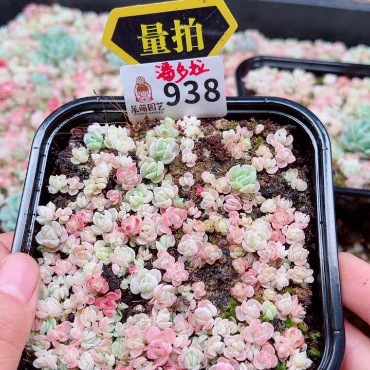 多肉植物多肉植物