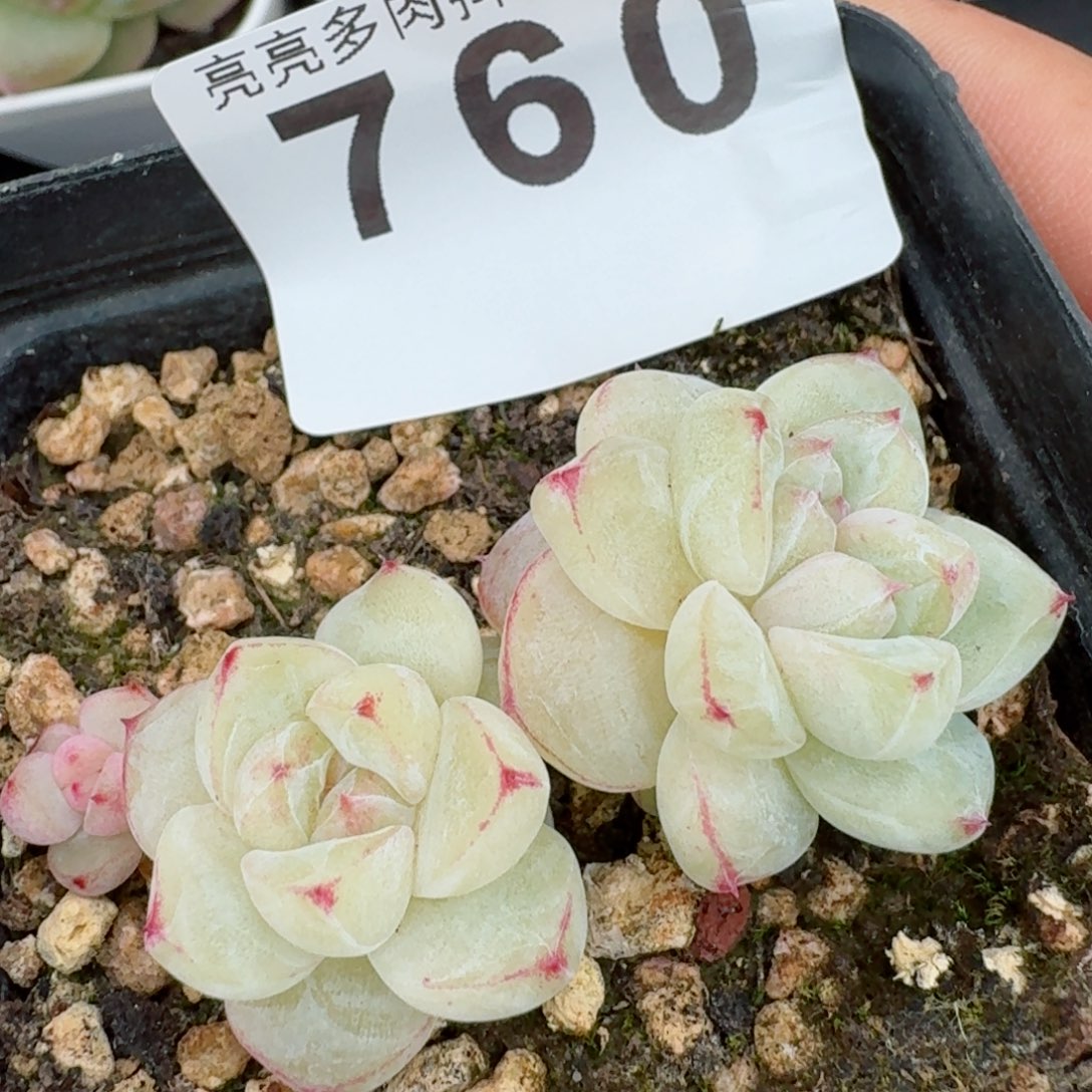 白泽      多肉植物开播福利捡漏