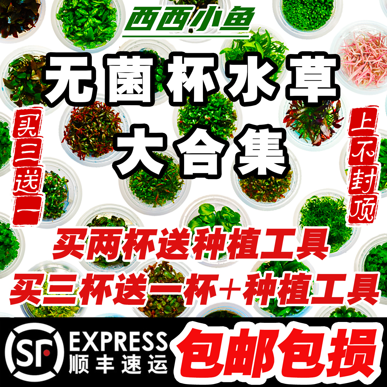 无菌杯水草鱼缸专用水草鱼缸水草造景前景草坪后景日本矮珍珠