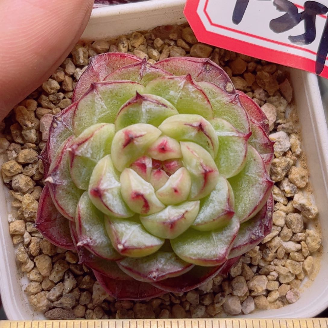 F251一物一拍  黑金刚