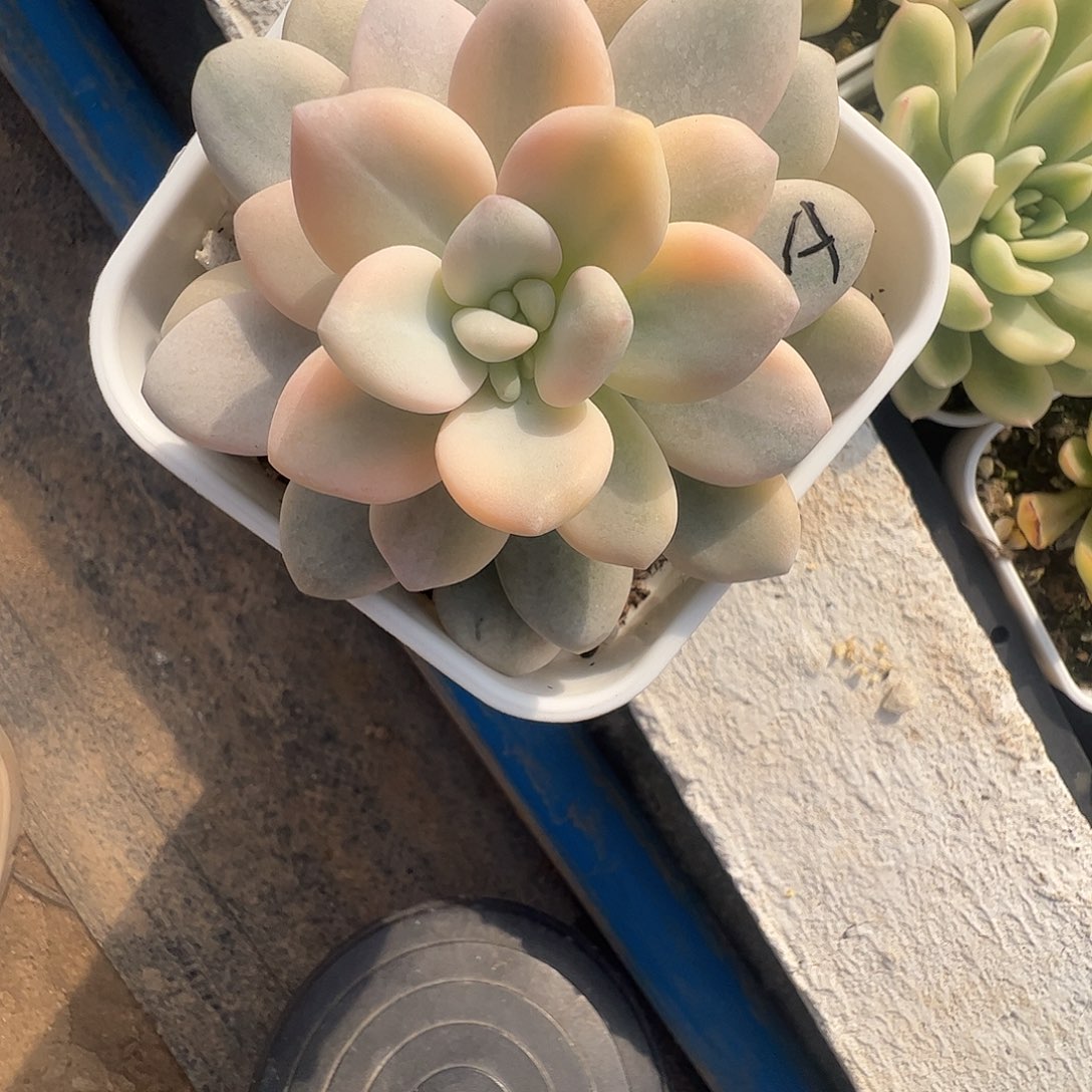 :***生多肉植物多肉植物