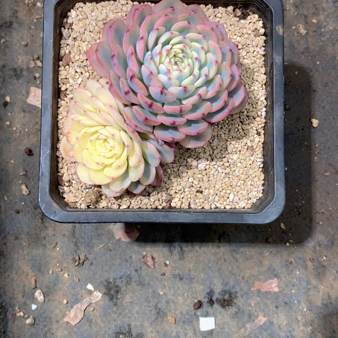****苗姬连锦多肉植物老桩