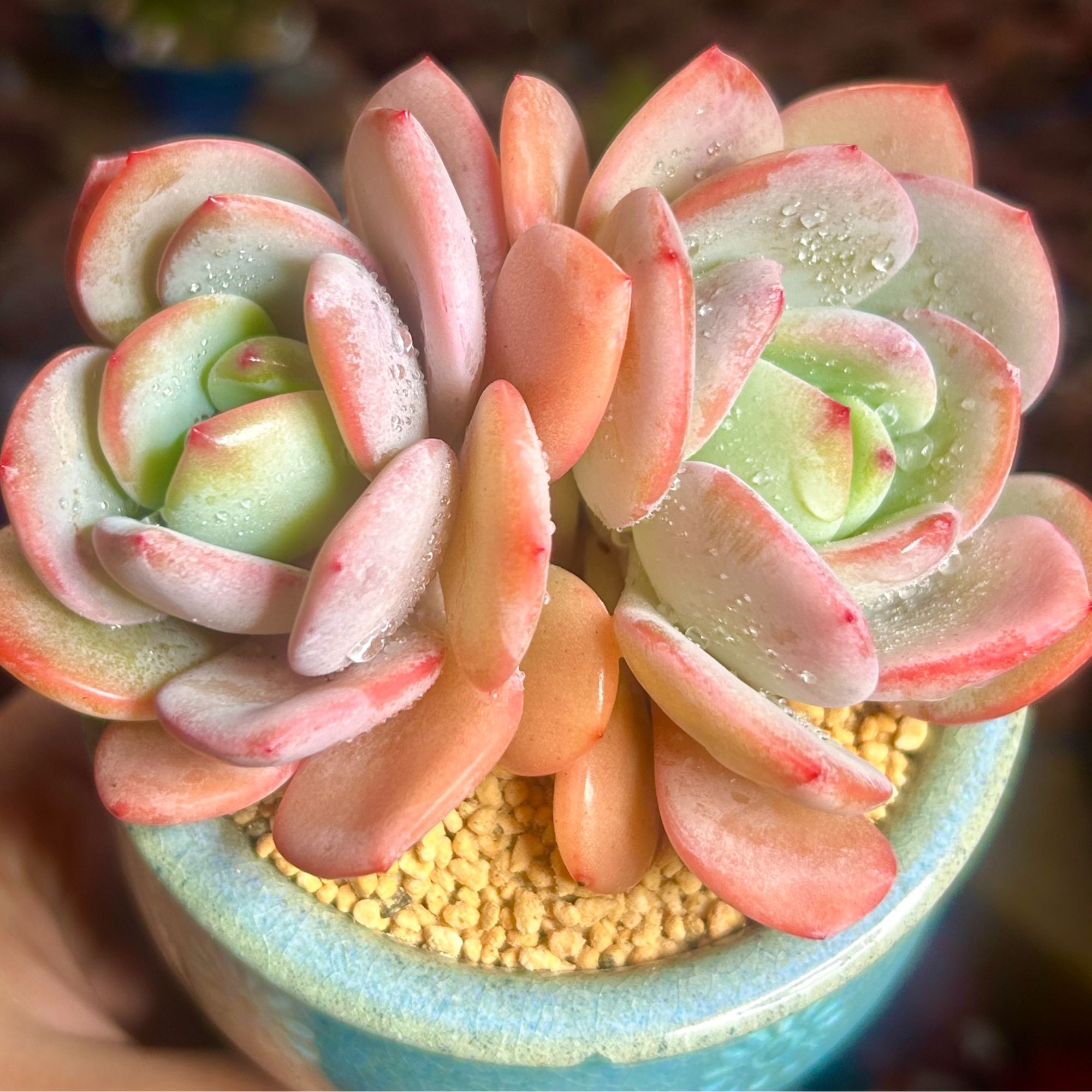 慢悠花房 白月光 多肉绿植园艺盆栽花卉庭院多肉植物