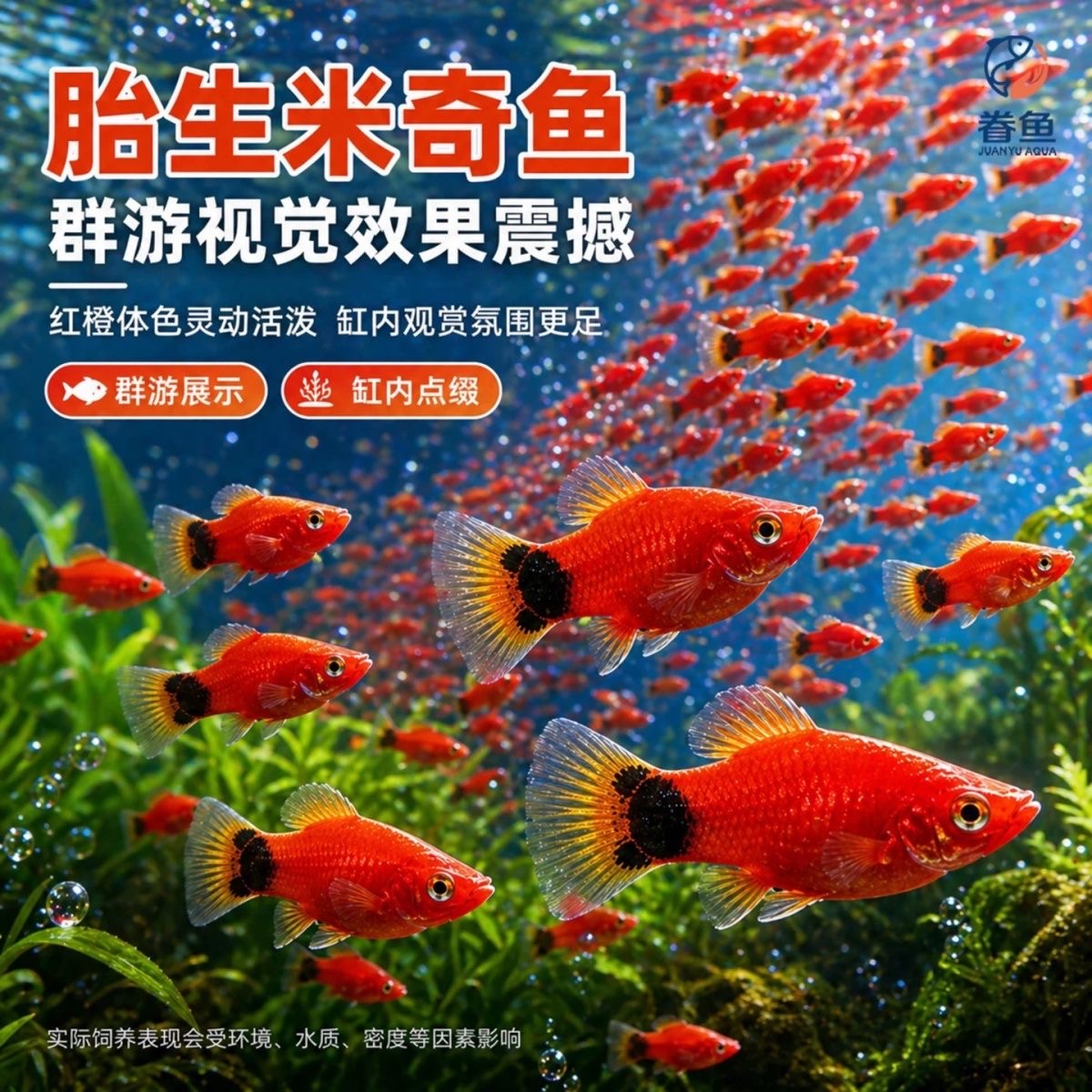 米奇鱼观赏鱼广东发货养殖鱼缸稻田鱼塘养殖可观赏食用淡水米奇鱼