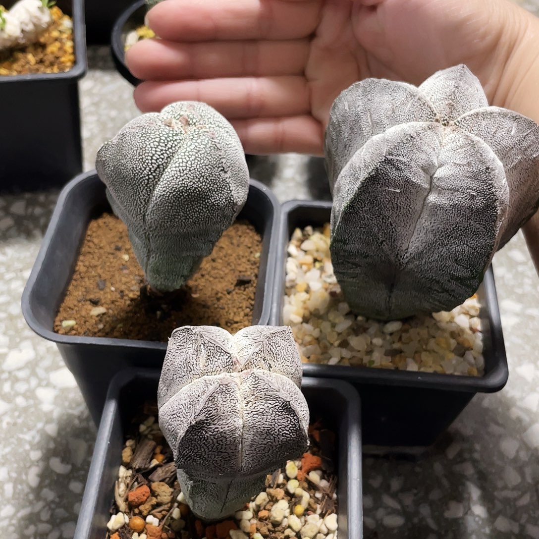 捡漏3颗666666666666