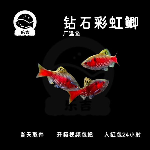 【钻石彩虹鲫】彩虹鲫冷水原生观赏鱼广温耐活无需加温适合新手饲养