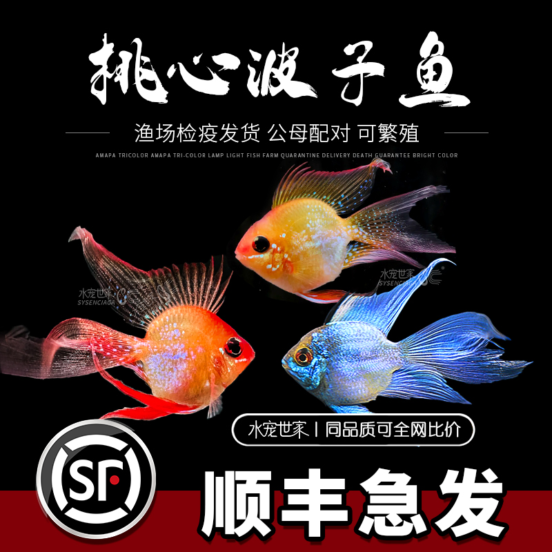 【直播优惠】桃心金波子 蓝波子 阿凡达波子宝蓝球 热带鱼