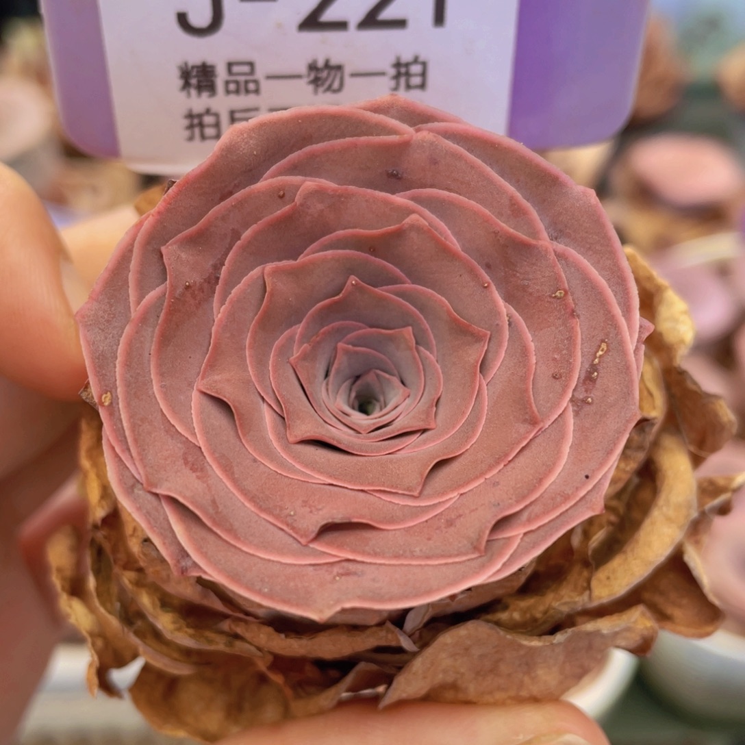 山地玫瑰J221满38包邮裸根发货