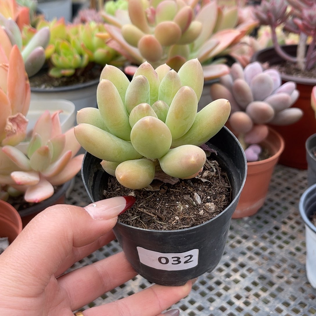 暗纹芒果。  032。  111111111