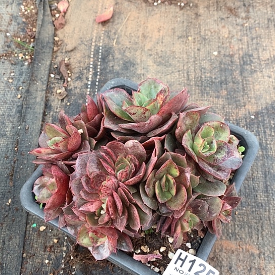 蒙娜丽莎缀化125 退款拉黑全场亏本处理7-8天发货