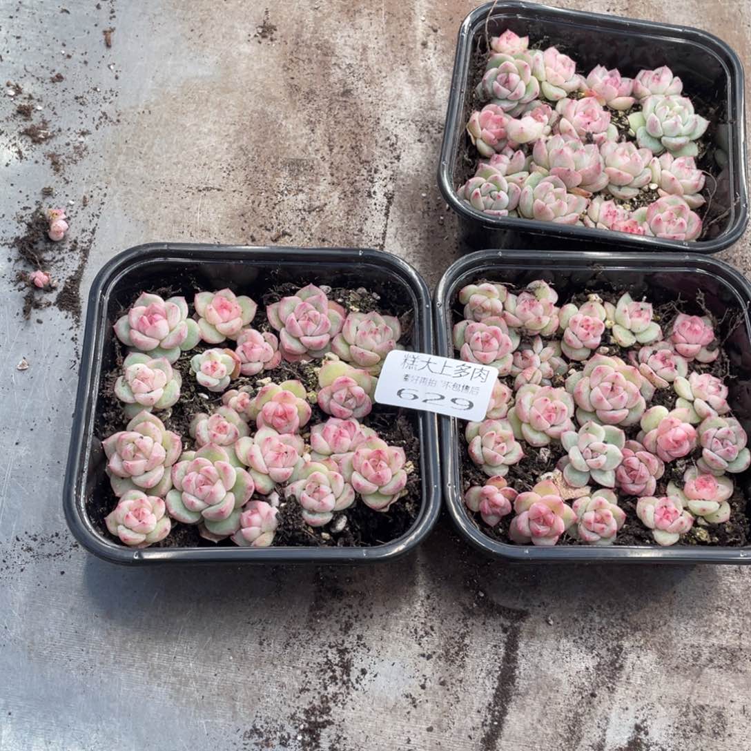 糕大上多肉植物629