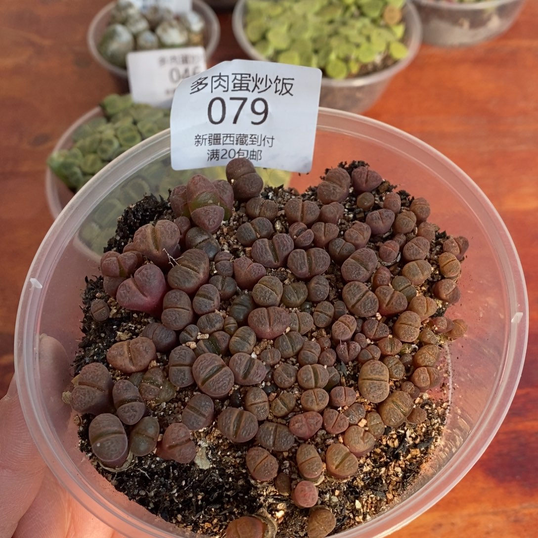 感谢您的支持，0079